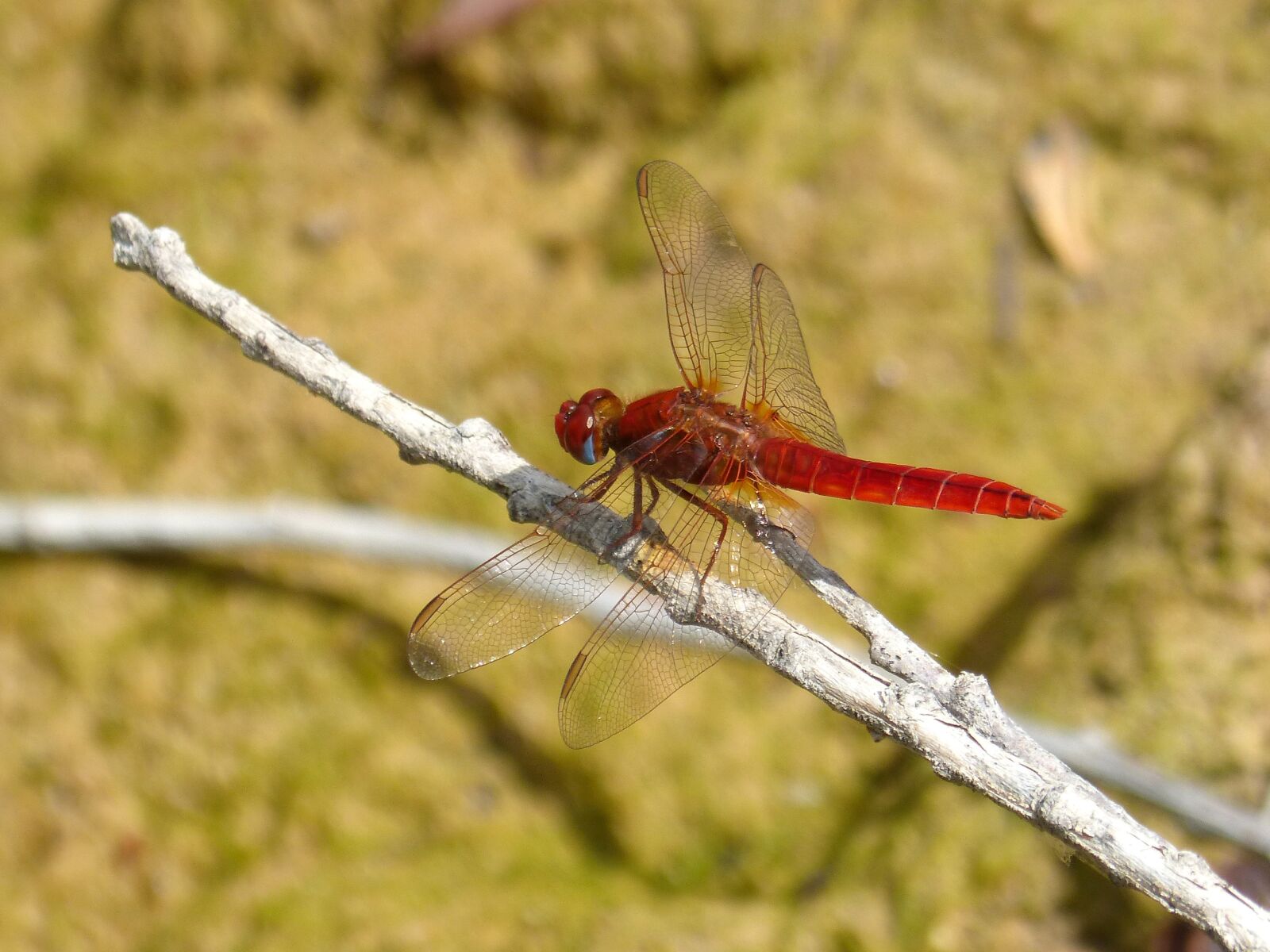 Panasonic DMC-FZ62 sample photo. Red dragonfly, ca as photography
