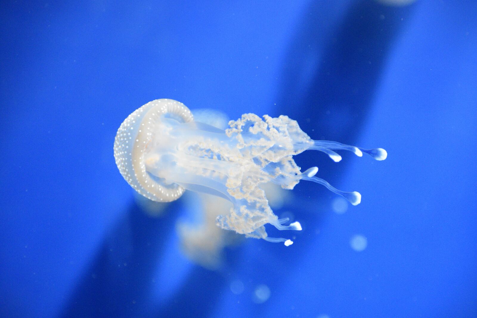 Nikon D3400 sample photo. Jellyfish, genova's aquarium, beautiful photography