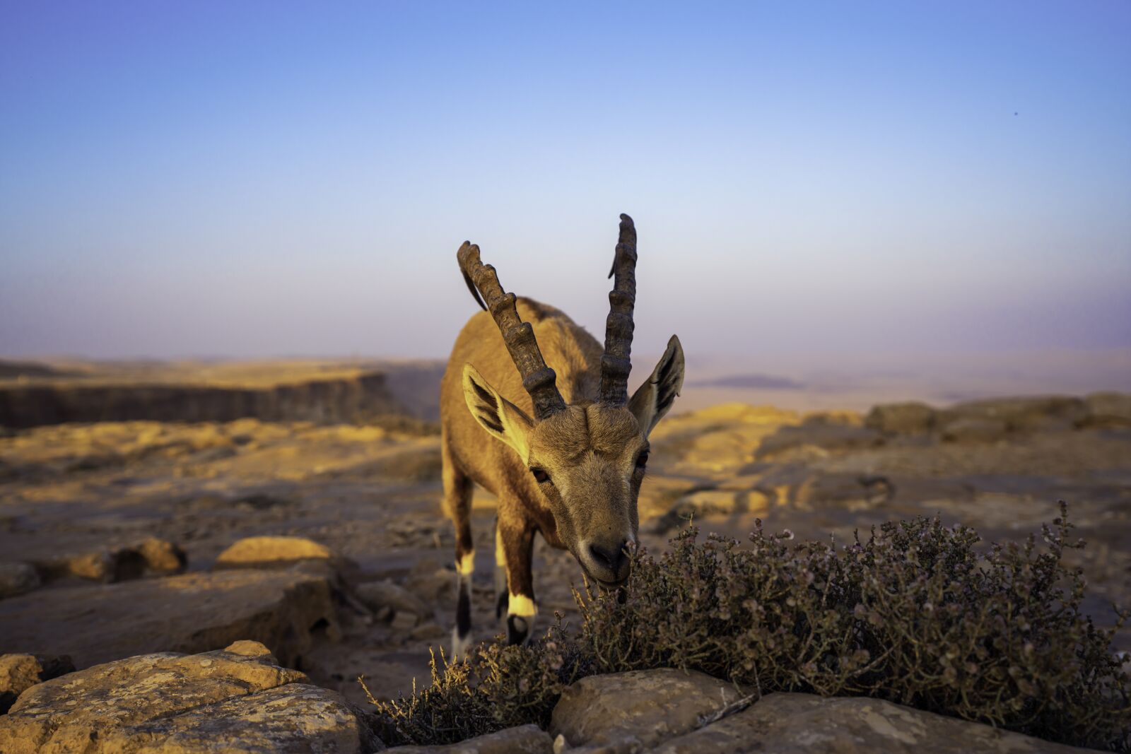 Sony FE 16-35mm F2.8 GM sample photo. Animal, mitzpe ramon, goat photography