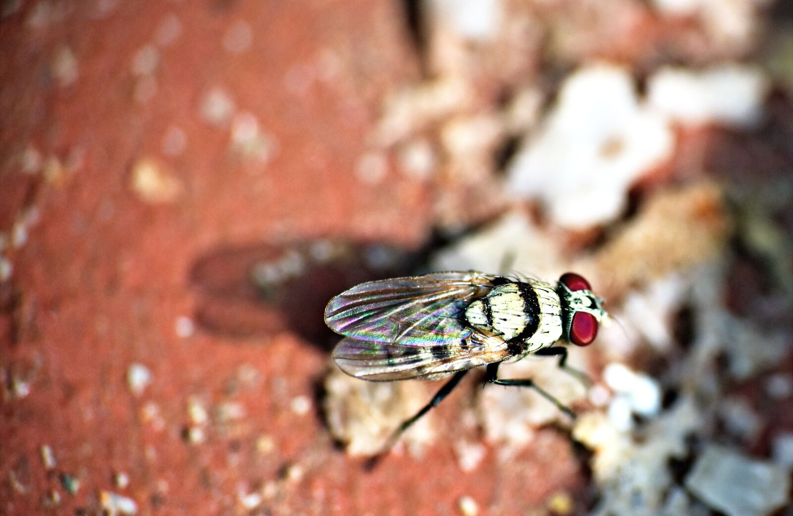 Nikon D5600 sample photo. Housefly, insect, fly photography
