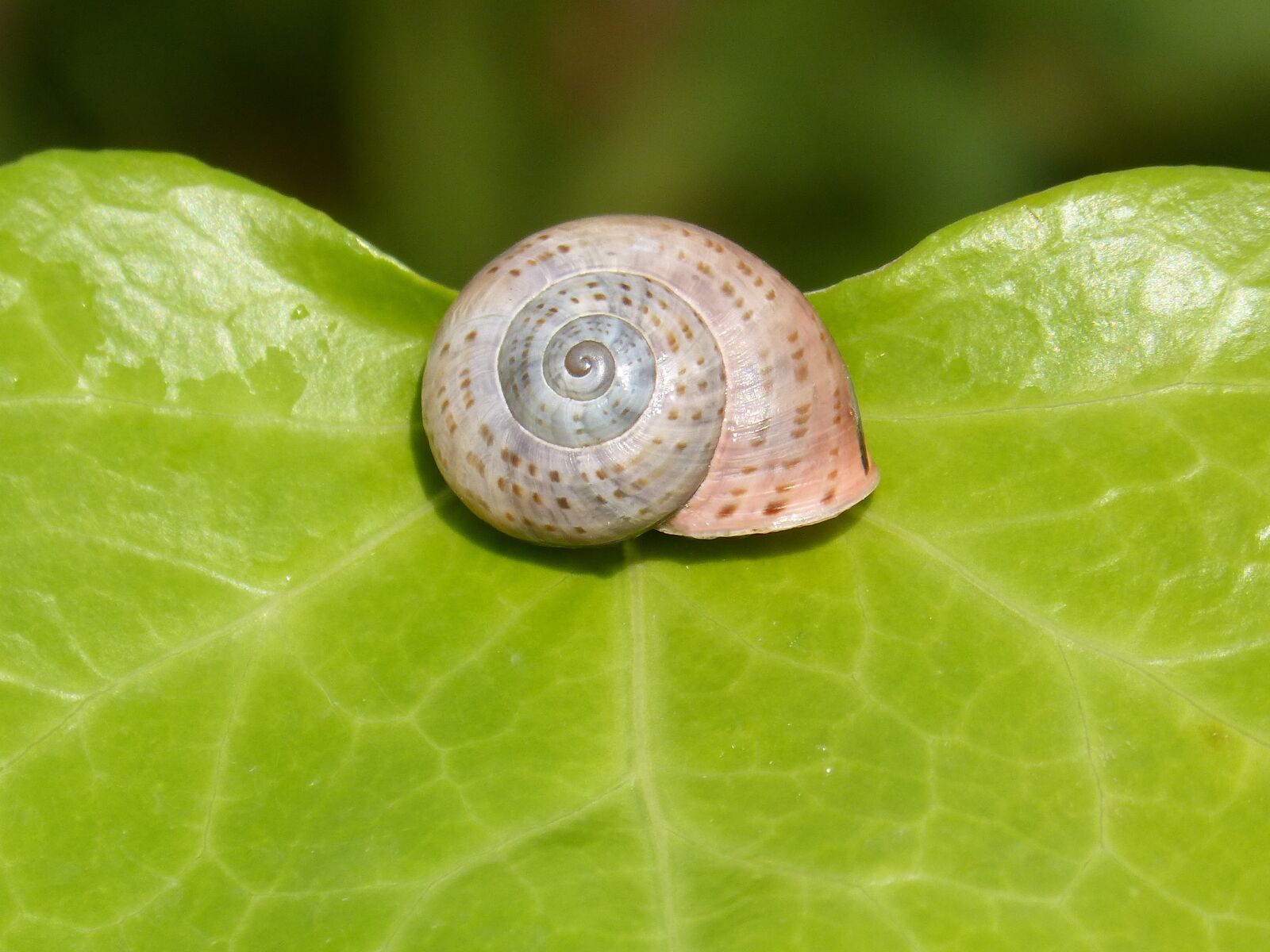 Panasonic DMC-FZ62 sample photo. Conch, leaf, snail photography