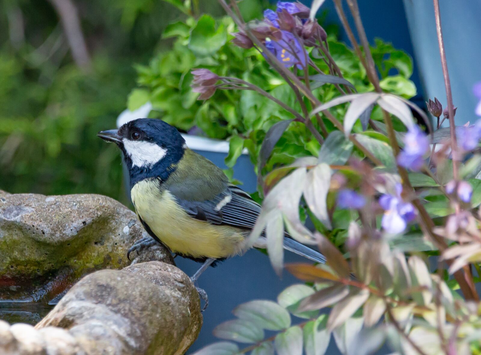 150-600mm F5-6.3 DG OS HSM | Contemporary 015 sample photo. Great tit, feeding tit photography