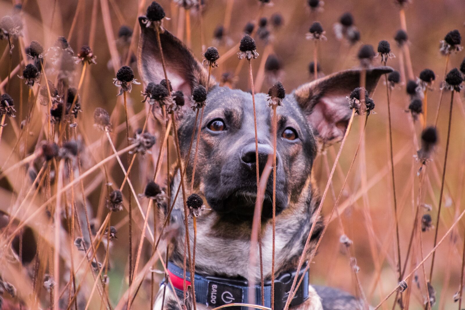 Nikon D3300 sample photo. Dog, flowers, portrait photography