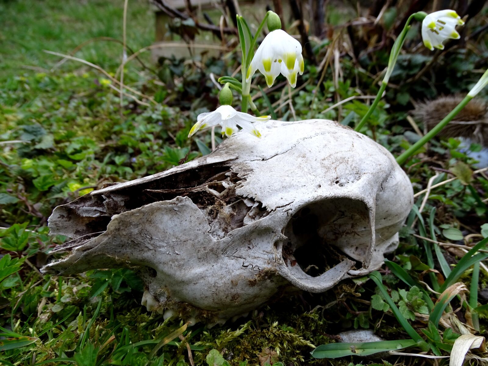 Sony Cyber-shot DSC-HX400V sample photo. Nature, wild, skull photography