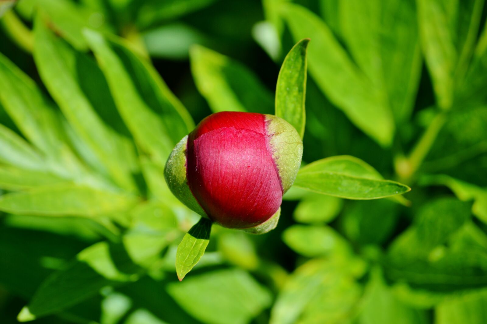 Nikon D3200 sample photo. Peony, bud, flower photography