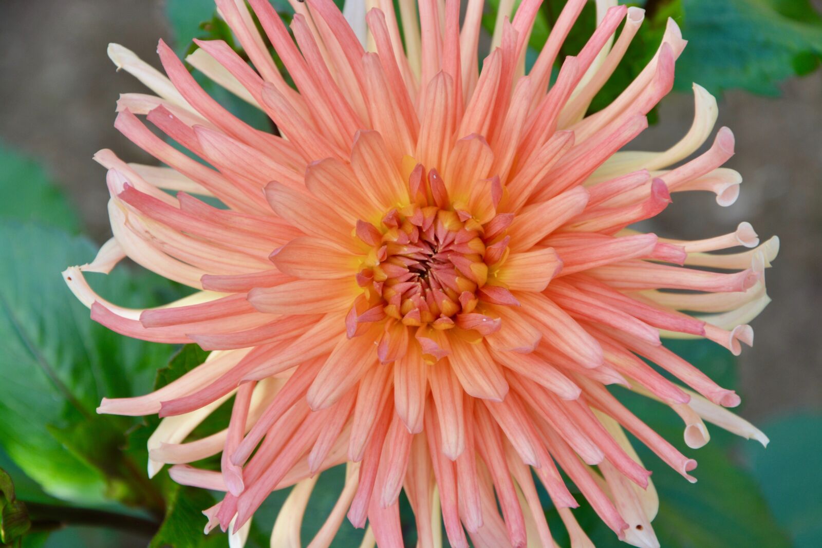 Nikon D5200 sample photo. Flower, plant, flower color photography