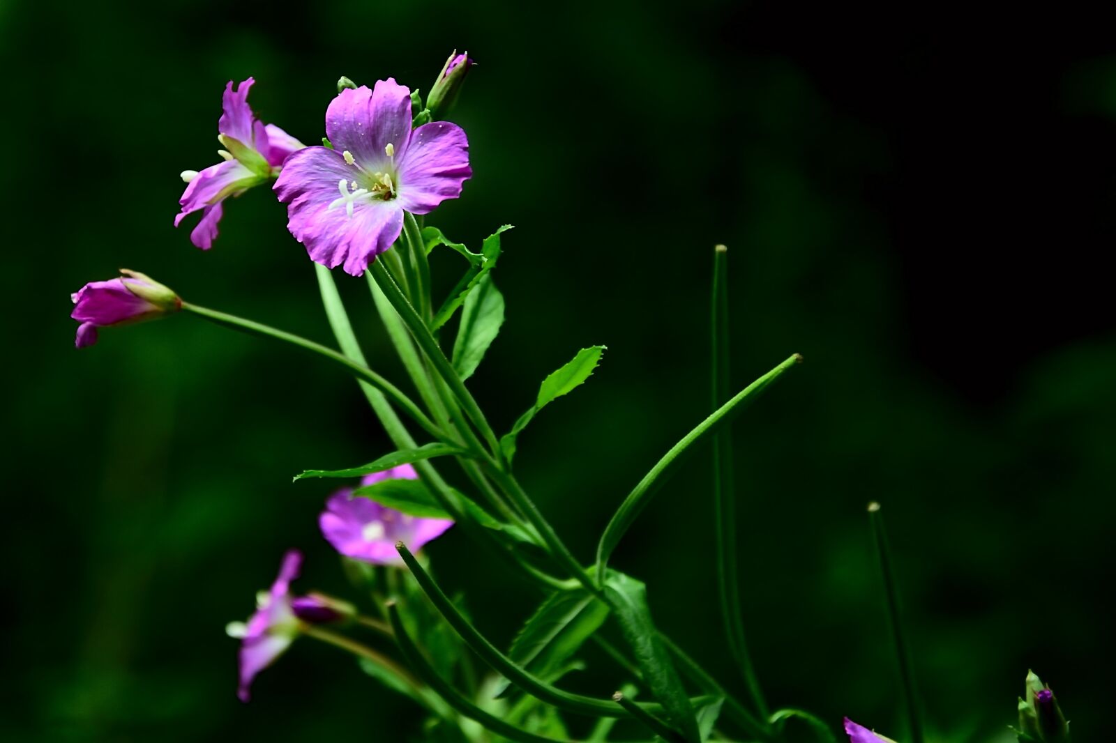 Nikon D3300 sample photo. Wild flower, forest, pink photography