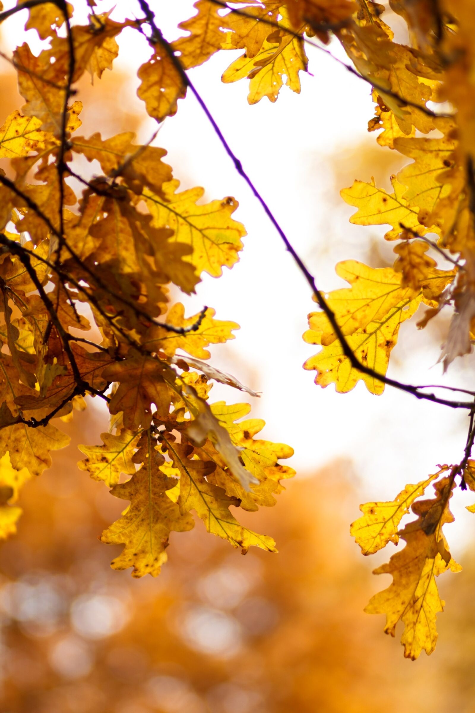 Canon EOS 60D + Canon EF 85mm F1.8 USM sample photo. Oak, autumn, yellow photography