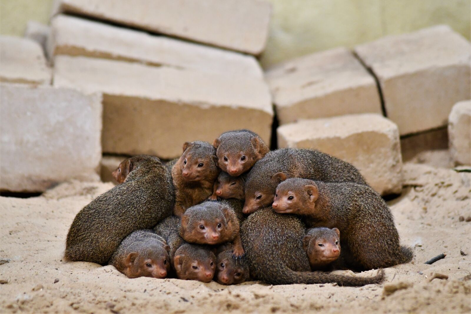 Nikon D7500 sample photo. Dwarf mongooses, zoo, emmen photography