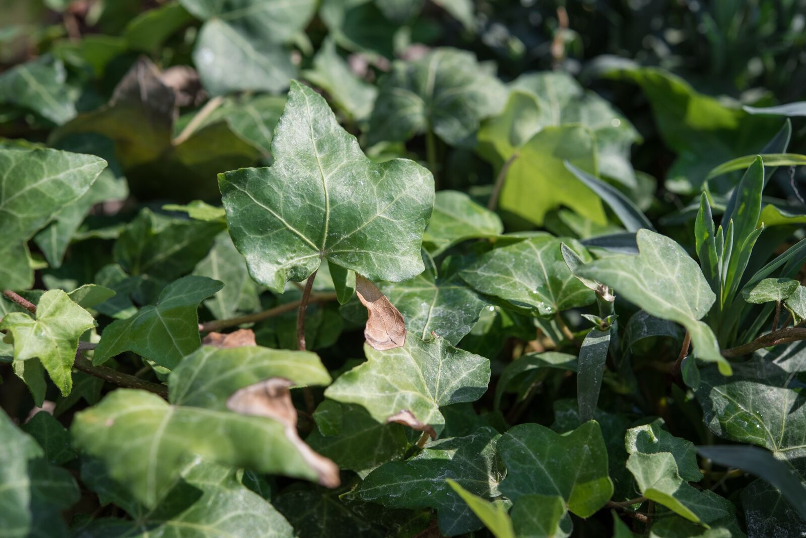 Nikon D750 sample photo. Ivy, leaves, ivy leaves photography
