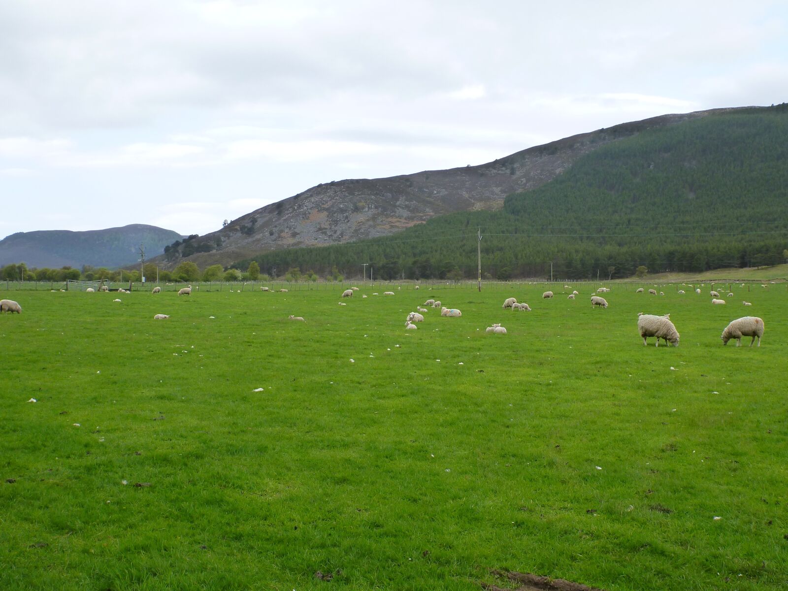 Panasonic DMC-TS3 sample photo. Scotland, landscape, sheep photography