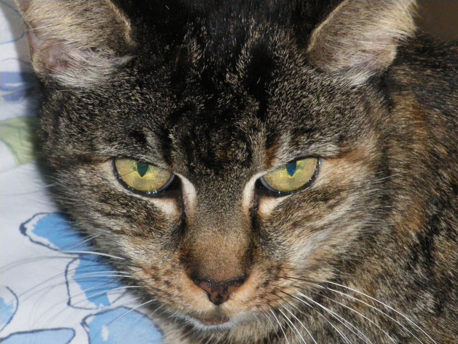 Pentax Optio M50 sample photo. Cat, head, animal photography