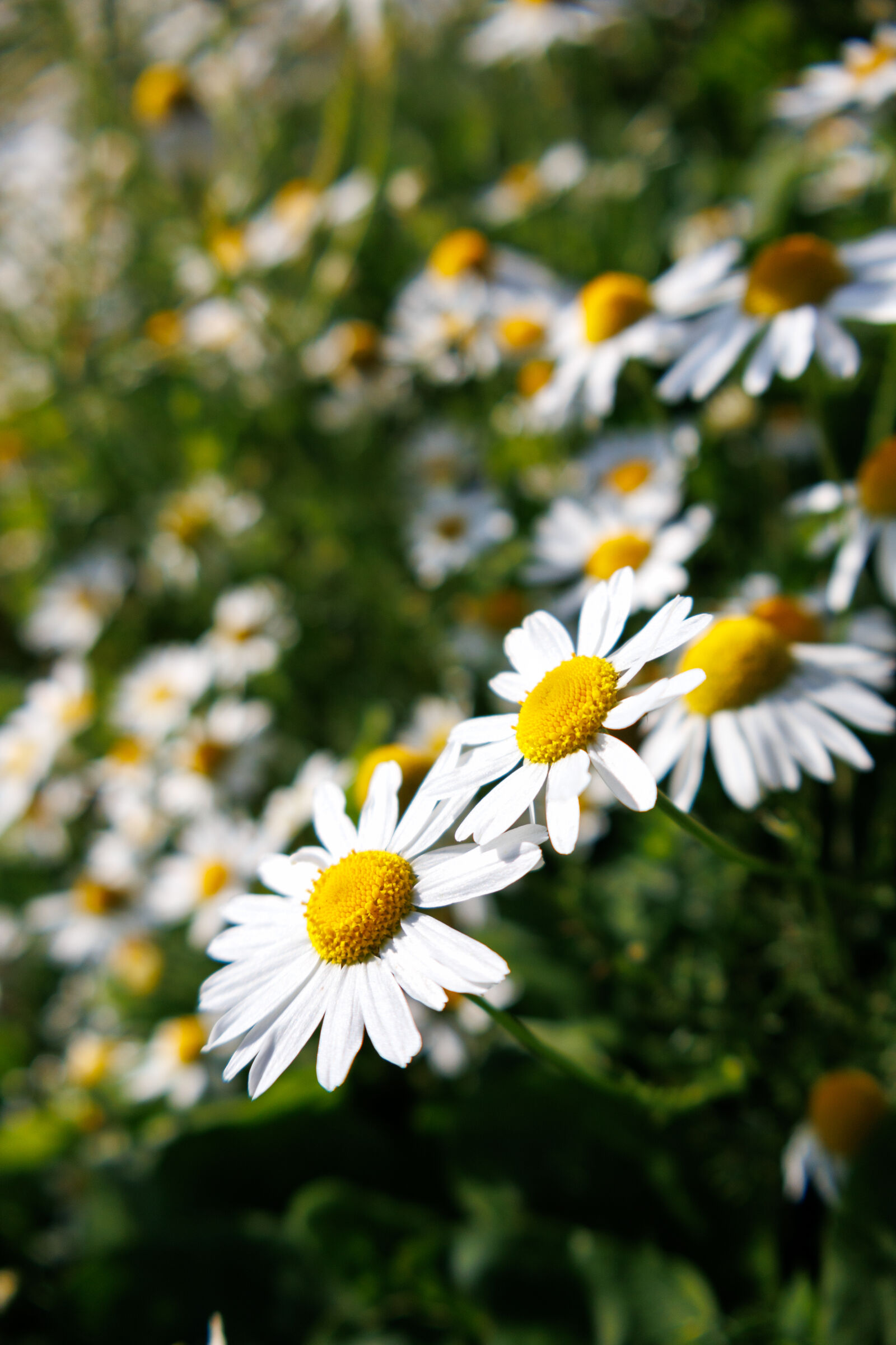 Canon RF-S 18-45mm F4.5-6.3 IS STM sample photo. Flower field photography