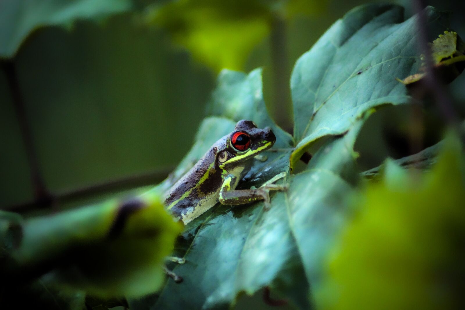 Canon EOS 600D (Rebel EOS T3i / EOS Kiss X5) sample photo. Frog, toad, reptile photography