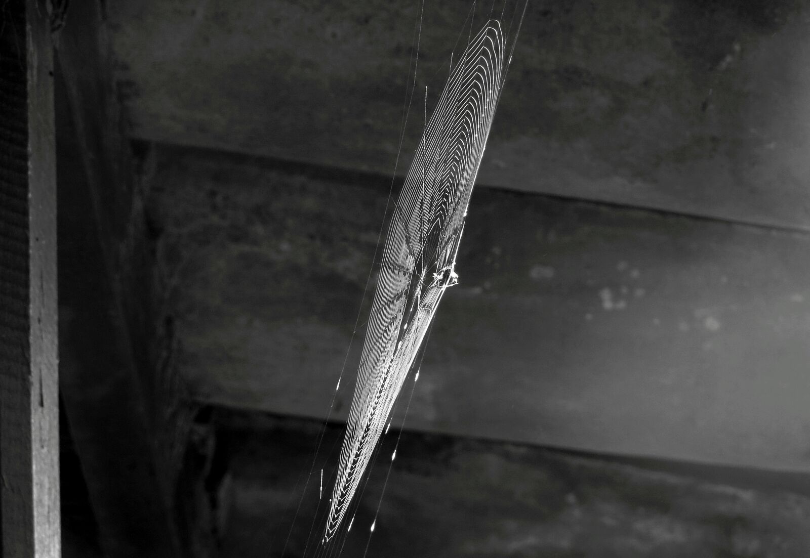 Canon PowerShot SX50 HS sample photo. Black and white, insect photography