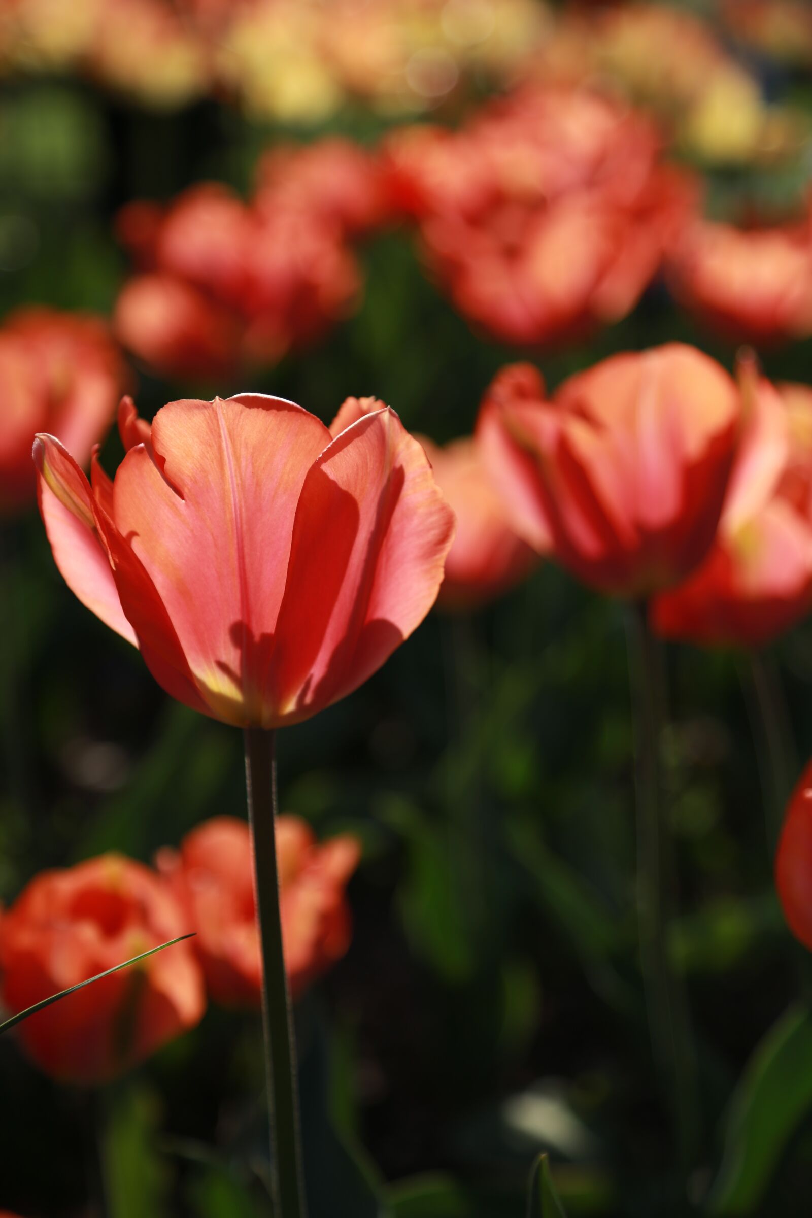 Canon EOS 6D + Canon EF 24-105mm F4L IS USM sample photo. Nature, plants, flowers photography