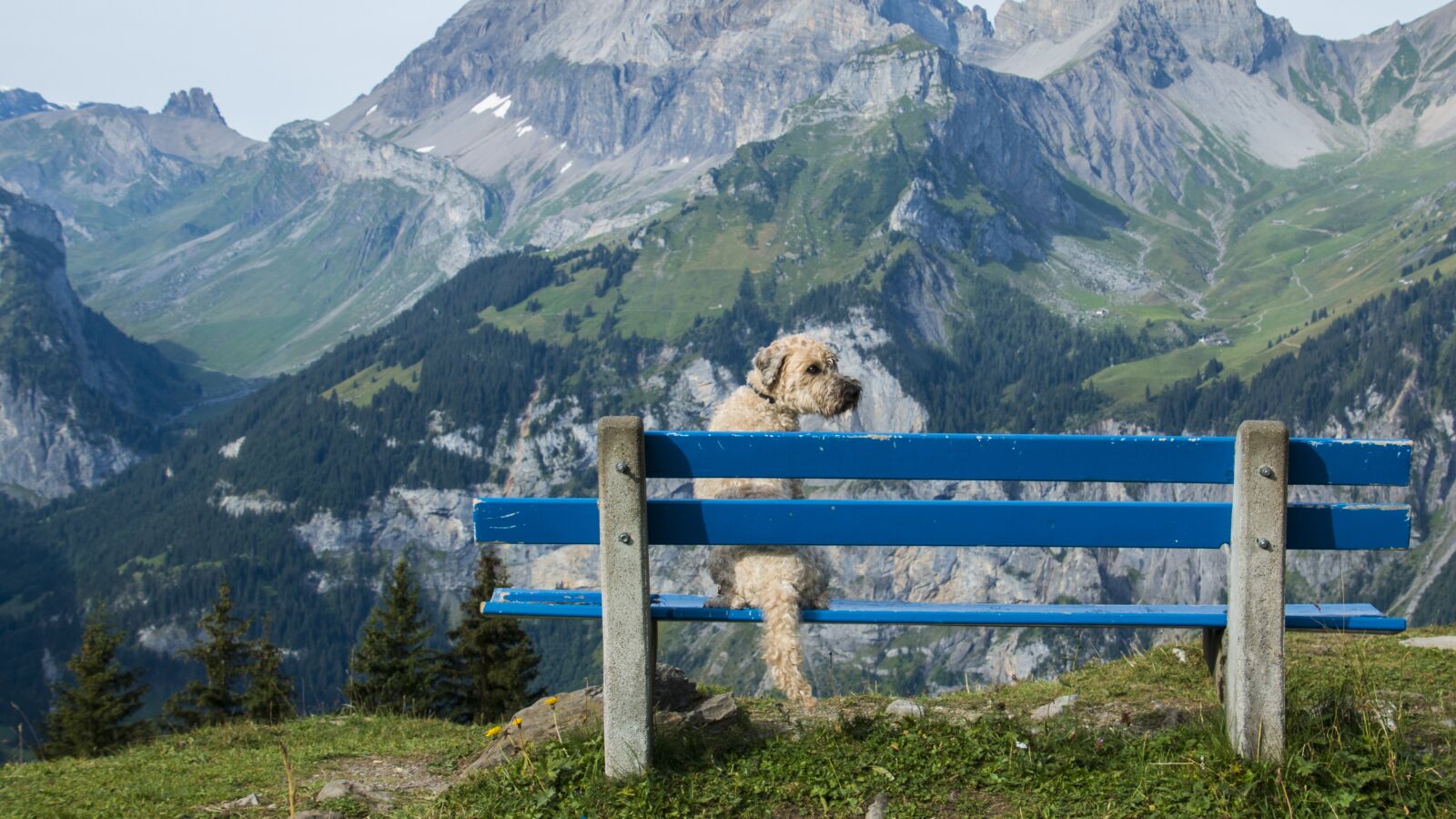 Canon EOS 70D sample photo. Bank, view, dog photography
