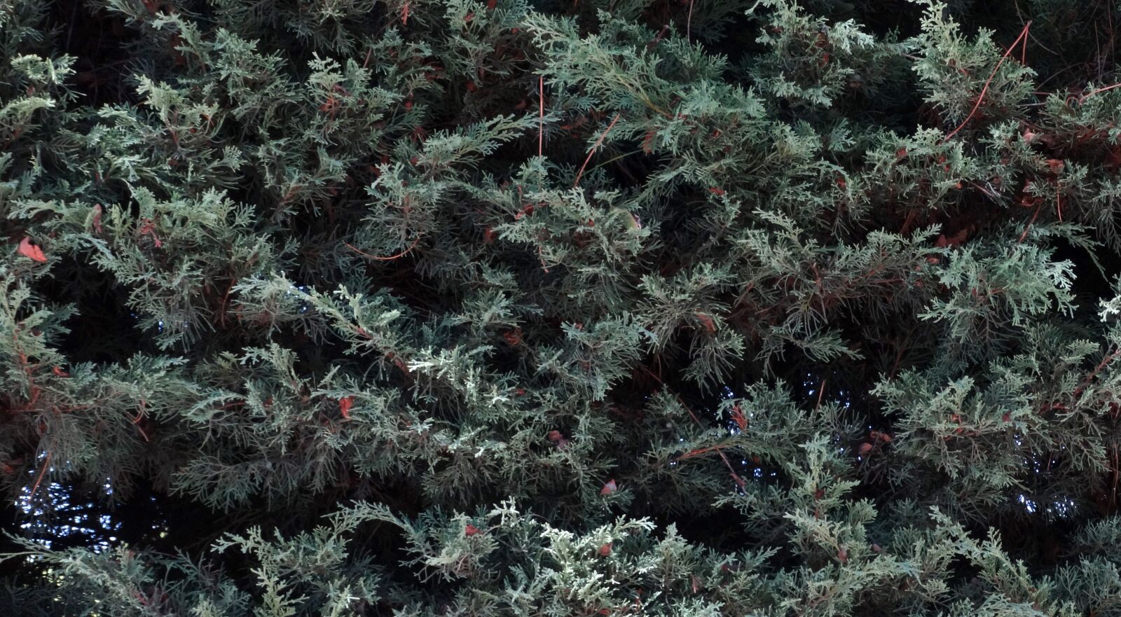 Sony Cyber-shot DSC-HX300 sample photo. Cypress, garden, green photography