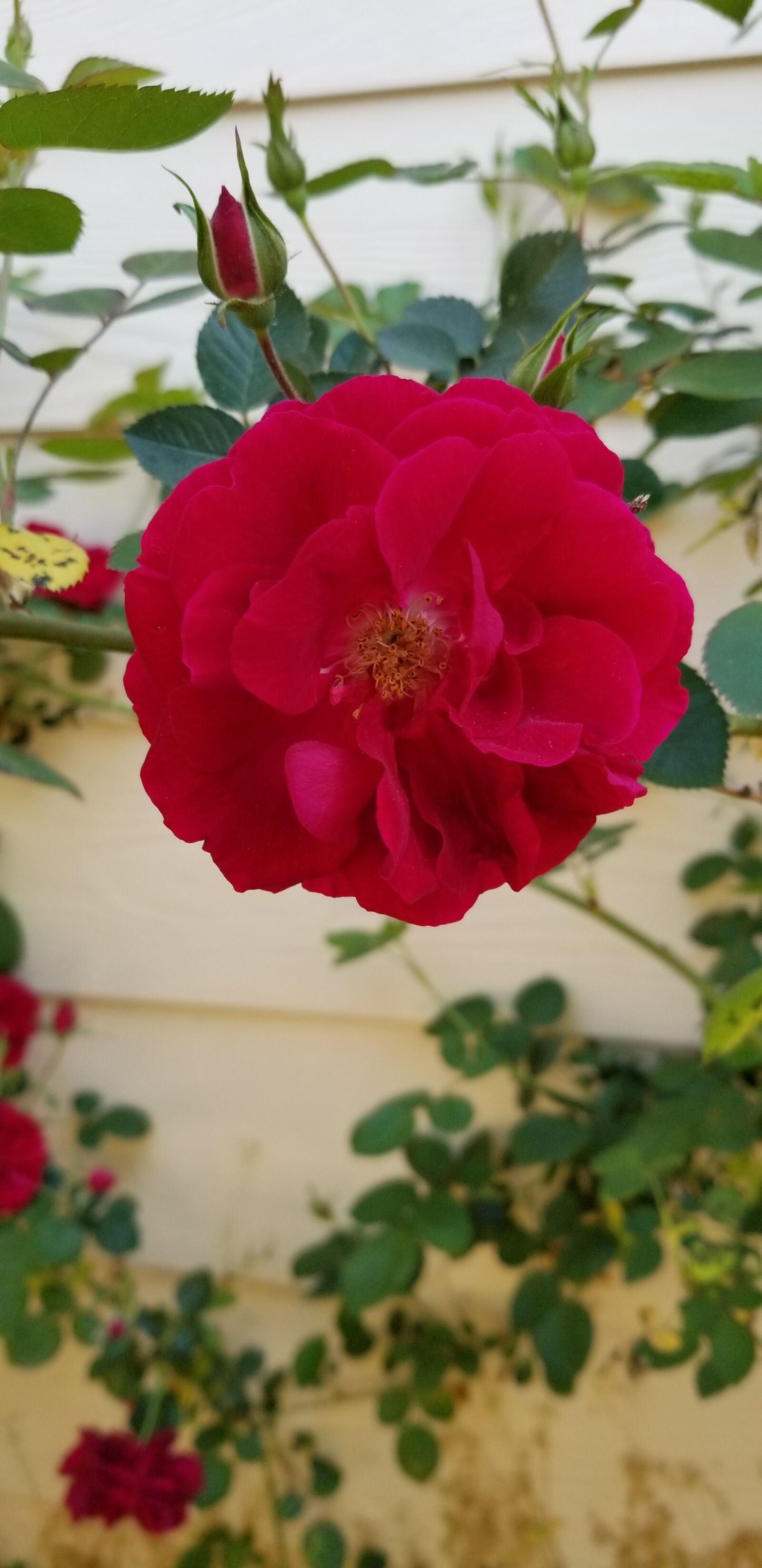 Samsung Galaxy S8 sample photo. Rose, plant, flower photography