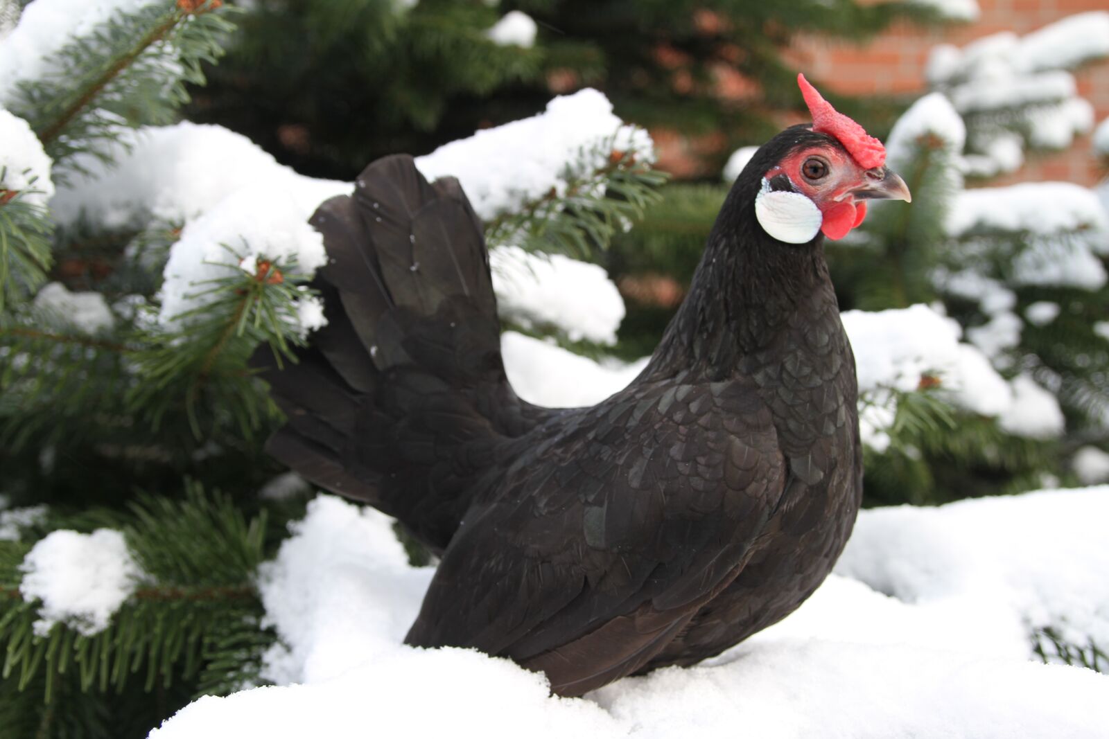Canon EOS 7D sample photo. Hen, chicken, poultry photography