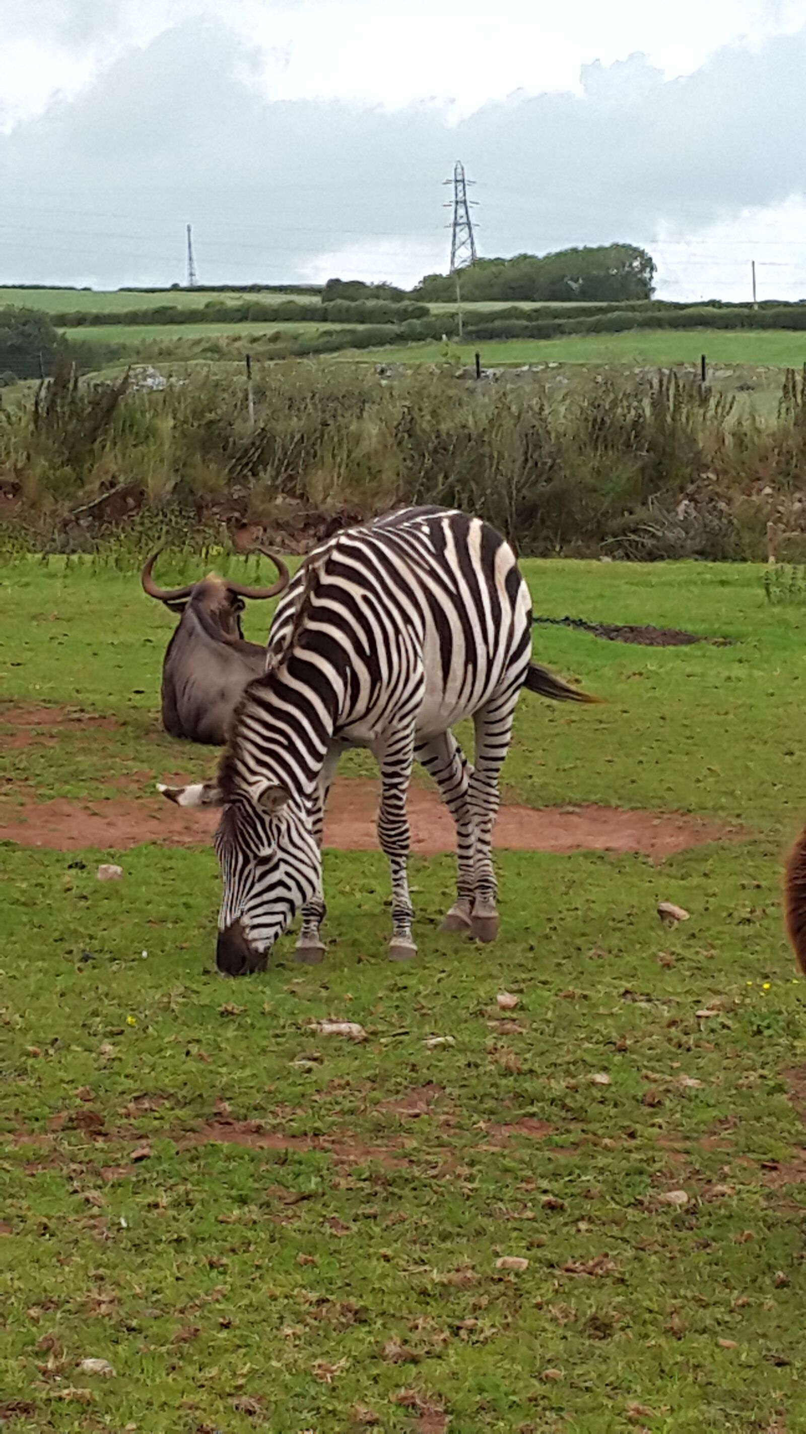 Samsung Galaxy Alpha sample photo. Zebra, animal, africa photography