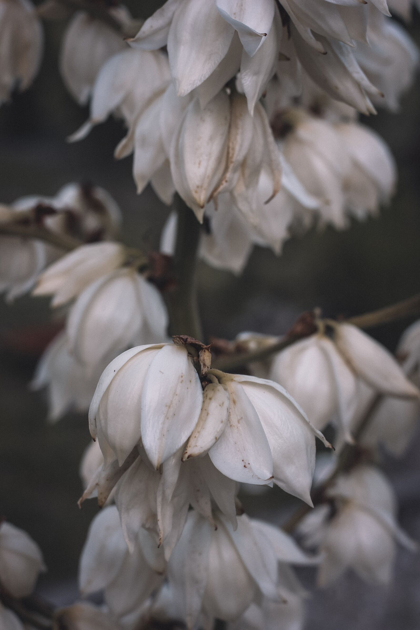 Canon EOS 600D (Rebel EOS T3i / EOS Kiss X5) + Canon EF 50mm F1.8 STM sample photo. Dark, flowers, bloom photography