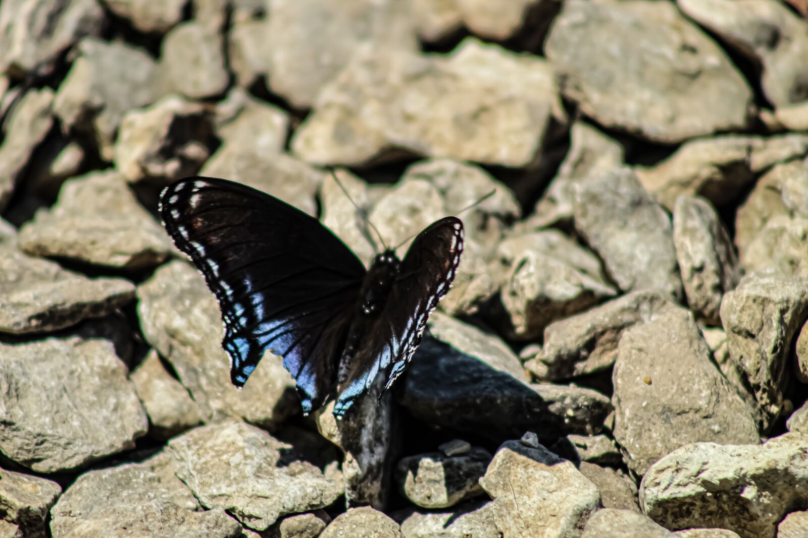 Canon EOS 4000D (EOS Rebel T100 / EOS 3000D) sample photo. Butterfly, insect, butterflies photography