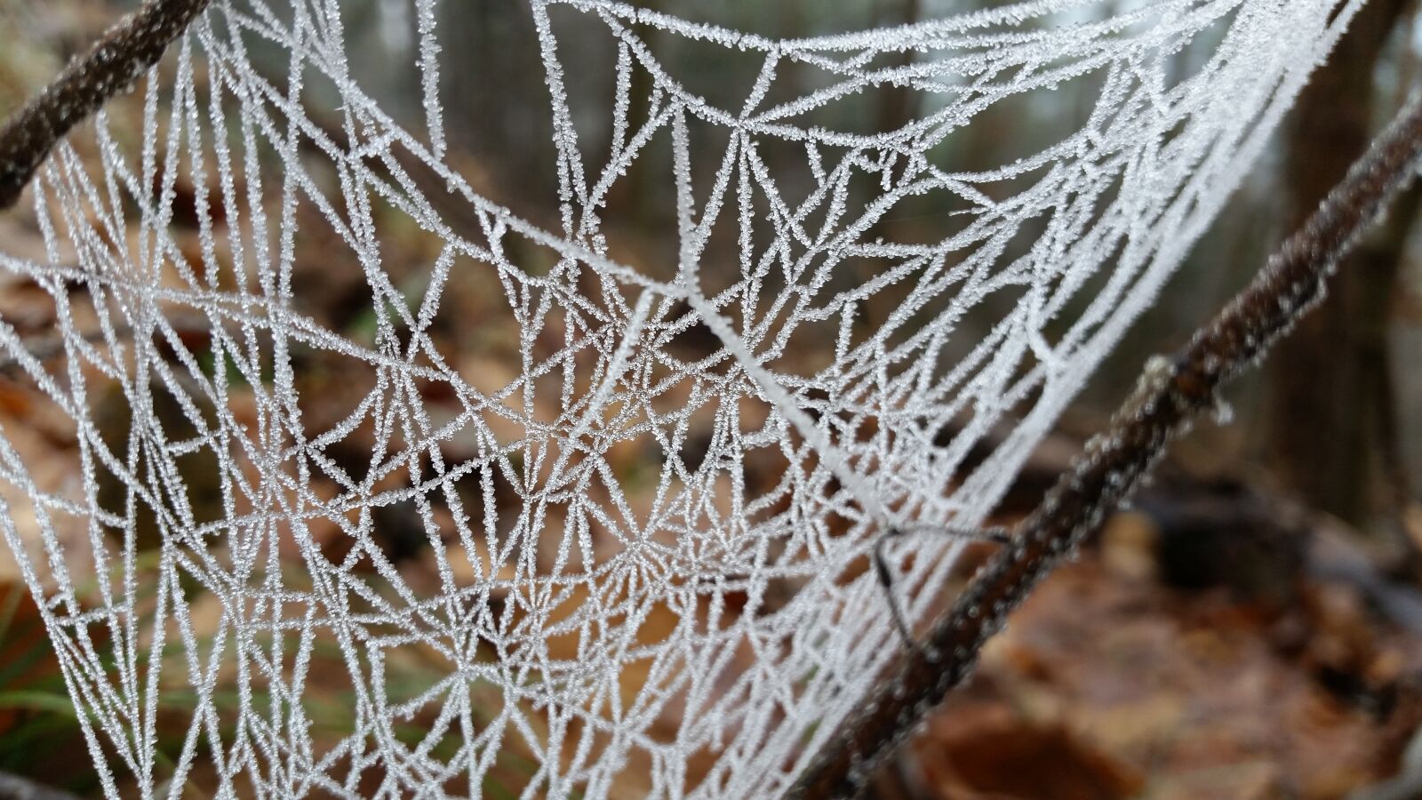 Samsung Galaxy S5 sample photo. Cobweb, frozen, frost photography