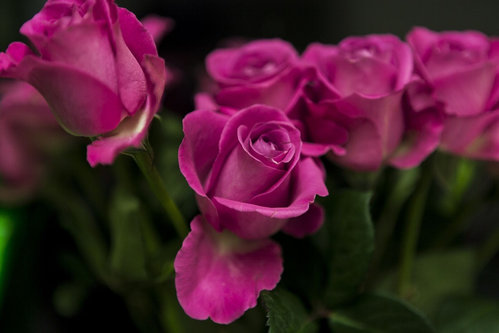 Canon EOS 5D Mark II sample photo. Plant, flowers, roses photography
