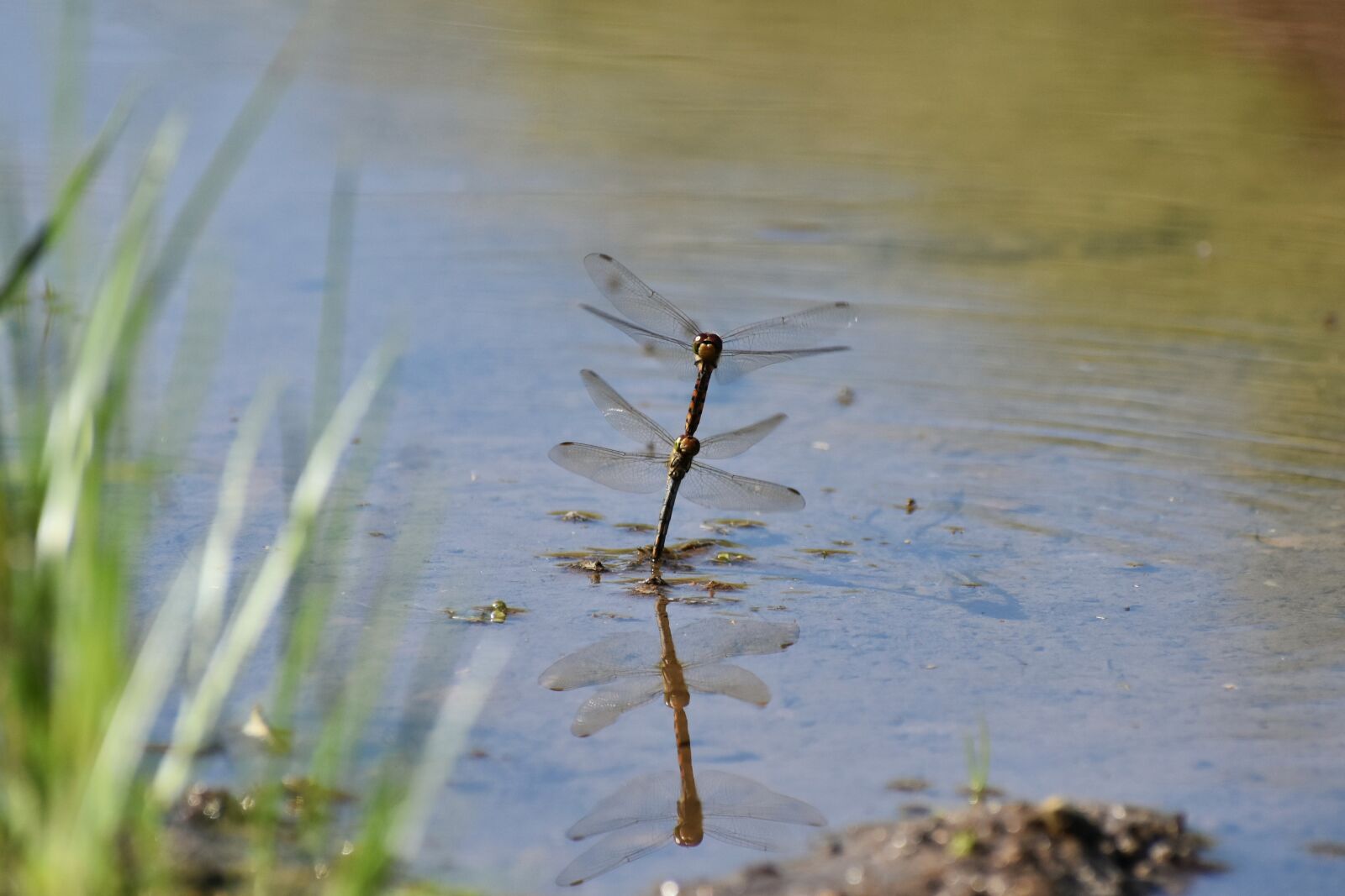 Nikon D7200 sample photo. Natural, landscape, pond photography