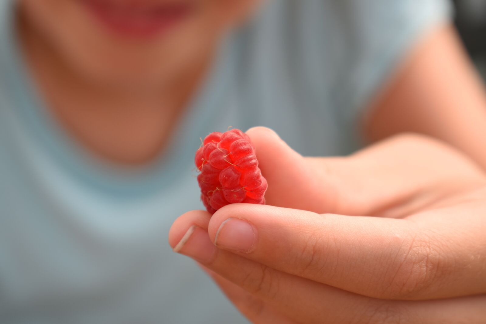 Nikon D5500 sample photo. Raspberry, giving, berry photography