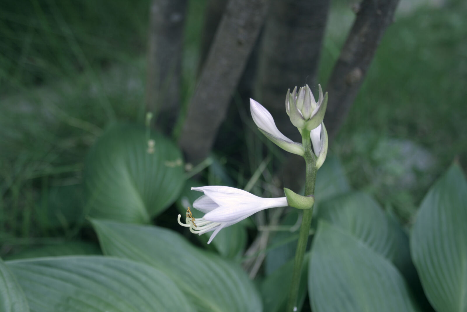 Canon EOS 400D (EOS Digital Rebel XTi / EOS Kiss Digital X) sample photo. Flower, green, nature photography