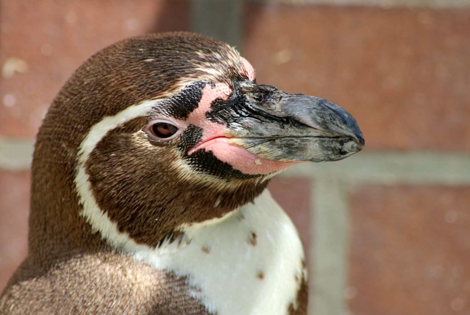 Canon EOS 600D (Rebel EOS T3i / EOS Kiss X5) sample photo. Penguin, bird, water photography
