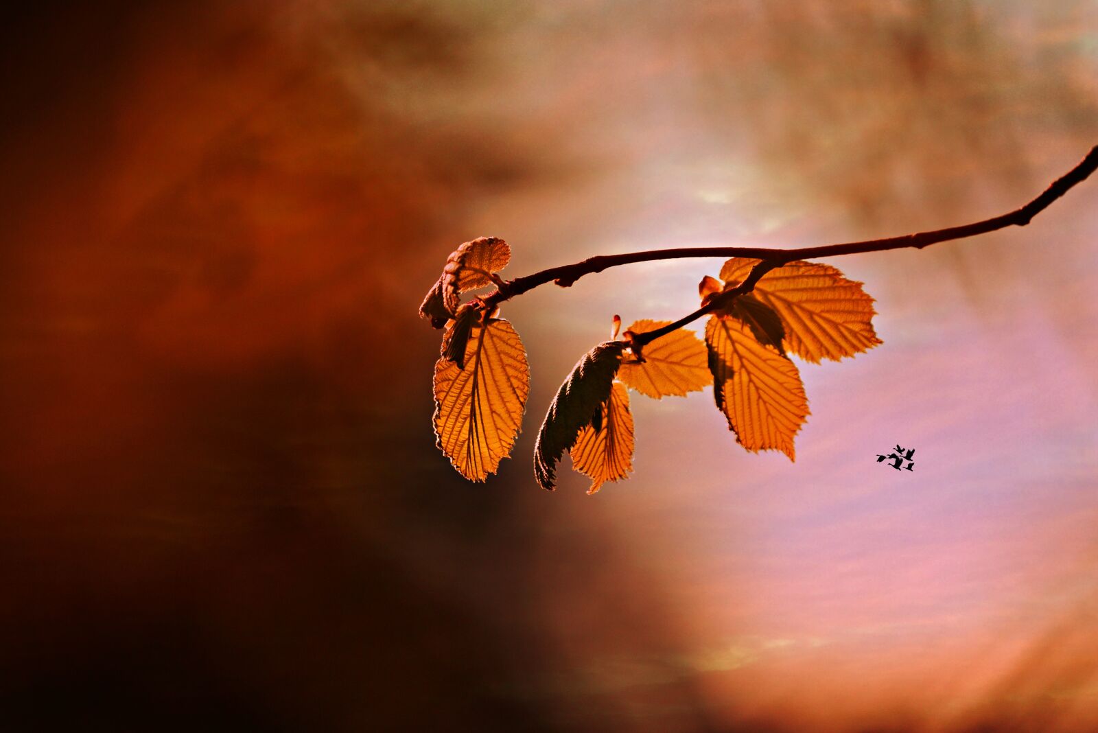 Nikon D750 sample photo. Leaf, twig, tree photography