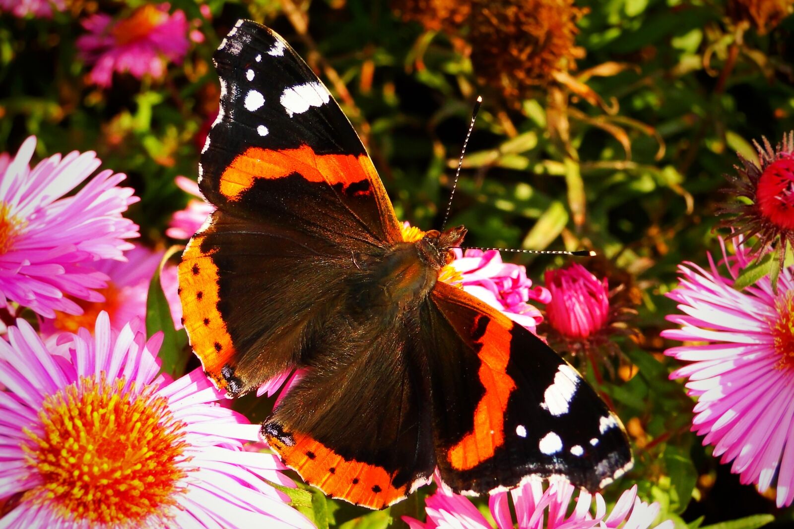 Sony Cyber-shot DSC-HX1 sample photo. Nature, insect, butterfly day photography
