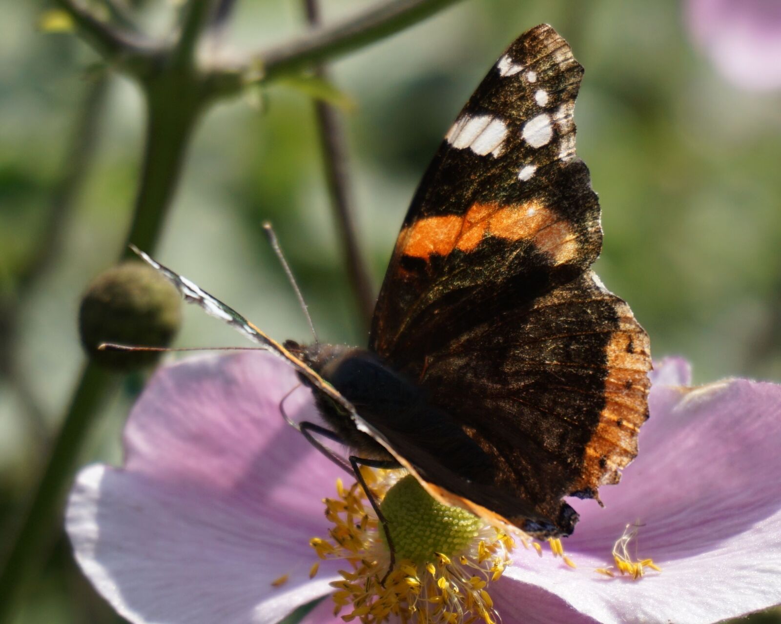 Sony a6000 sample photo. Butterfly, close up, macro photography
