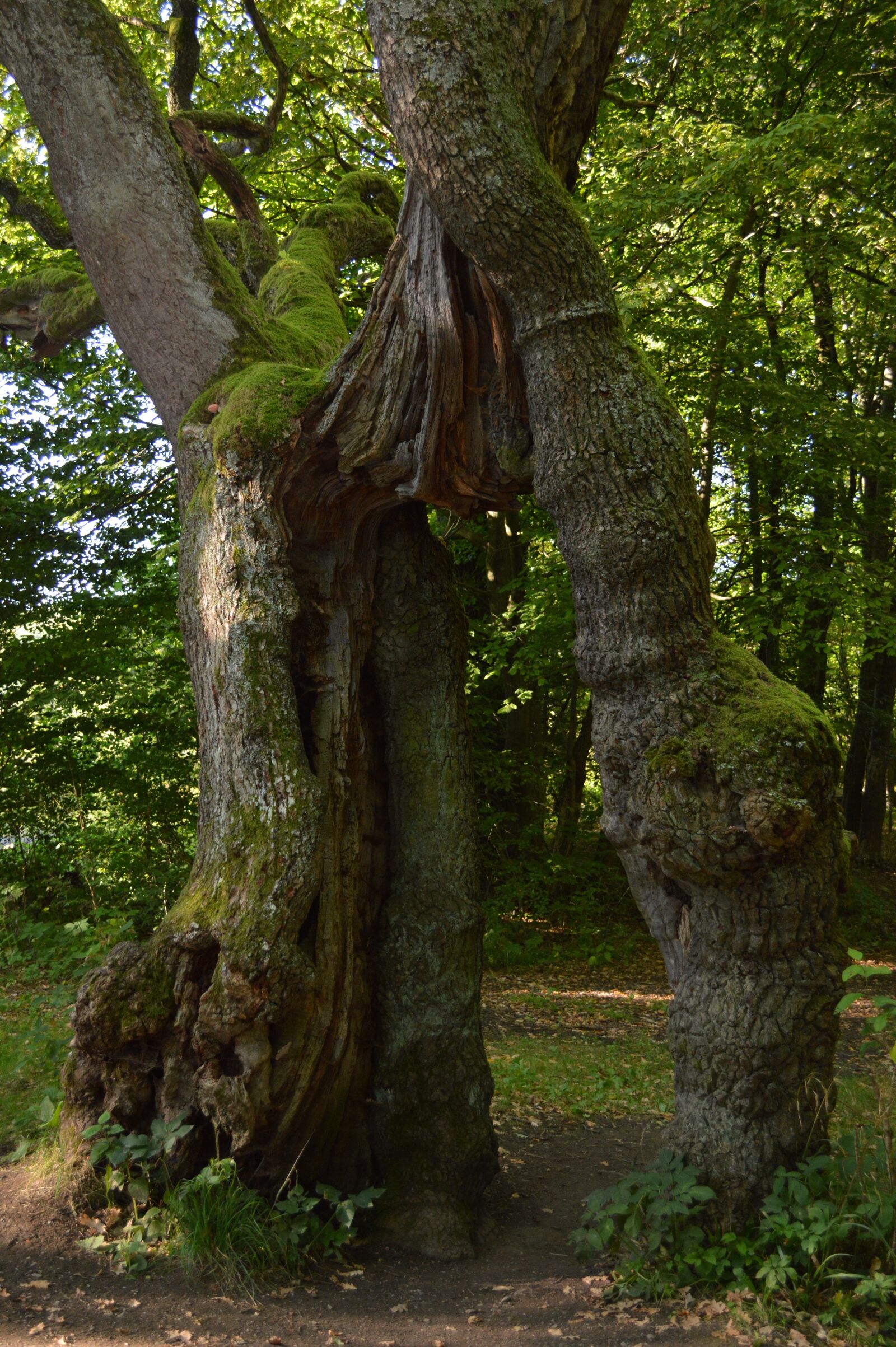 Nikon D3200 sample photo. Bed body, natural monument photography