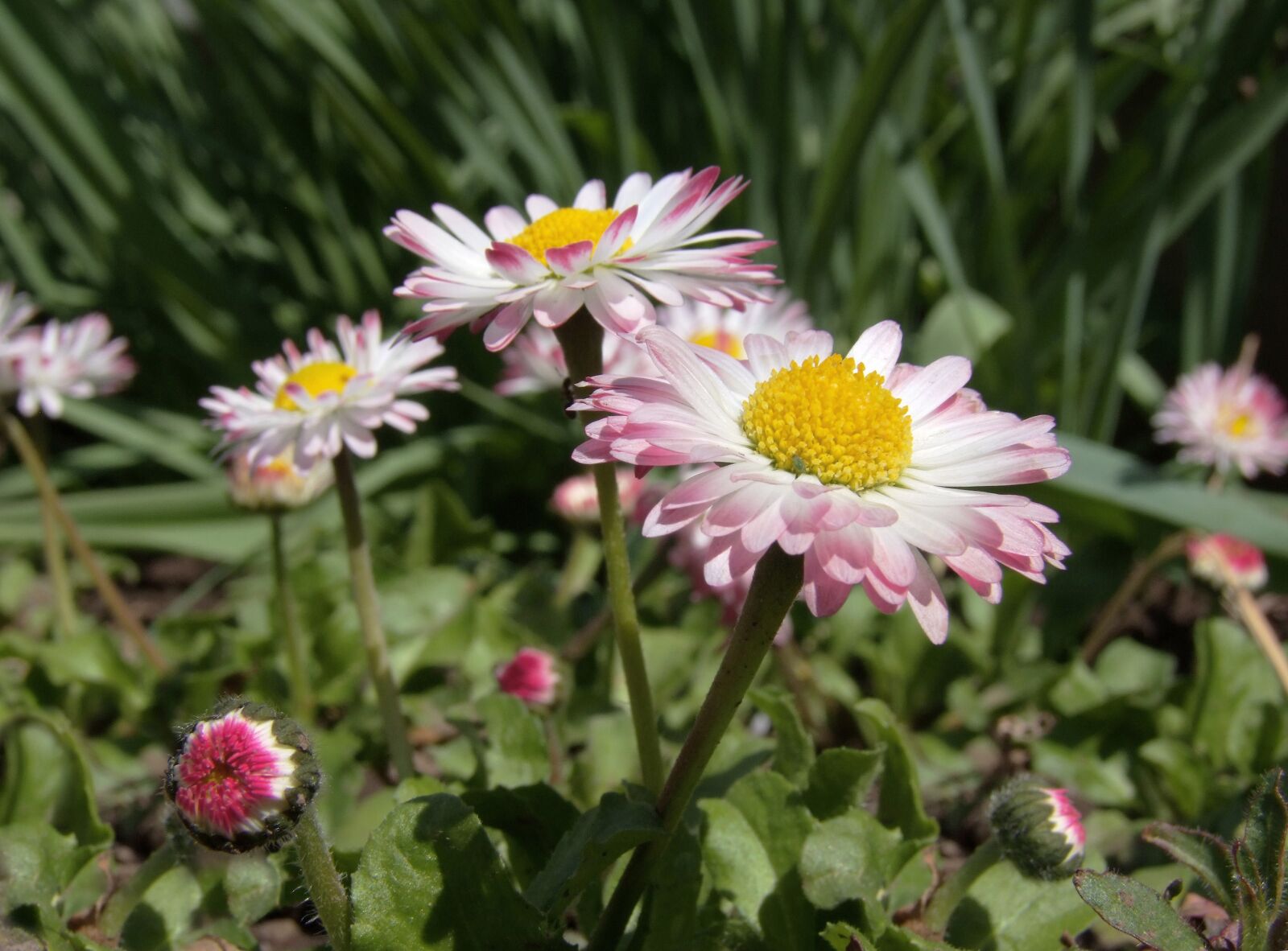 Fujifilm FinePix S100fs sample photo. Daisy, flower, pink and photography
