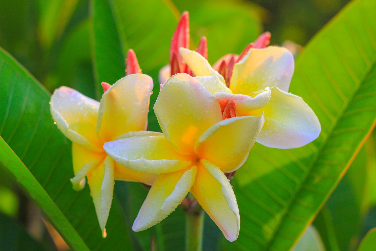 Canon EOS 60D + Canon EF 50mm F1.8 II sample photo. Flowers, frangipani flowers, flower photography