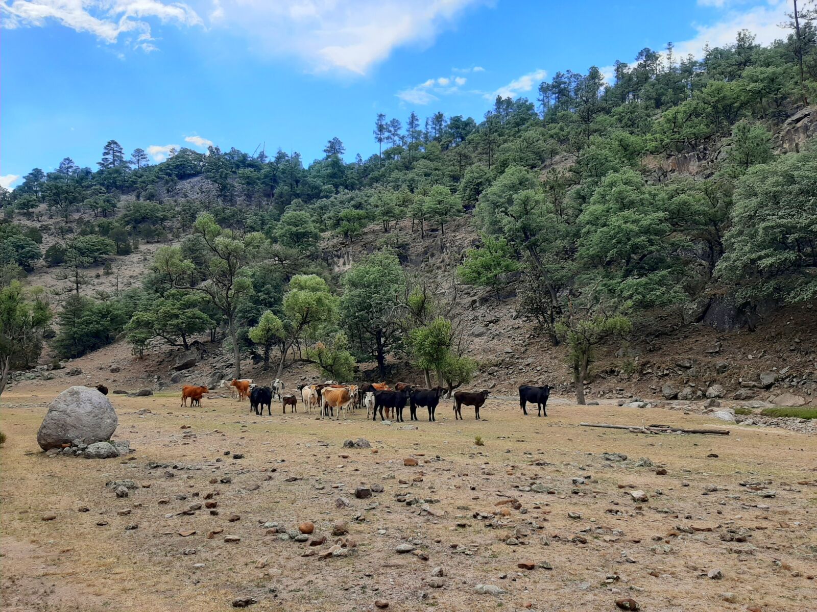 Samsung Galaxy A50 sample photo. Cows, cattle, landscape photography