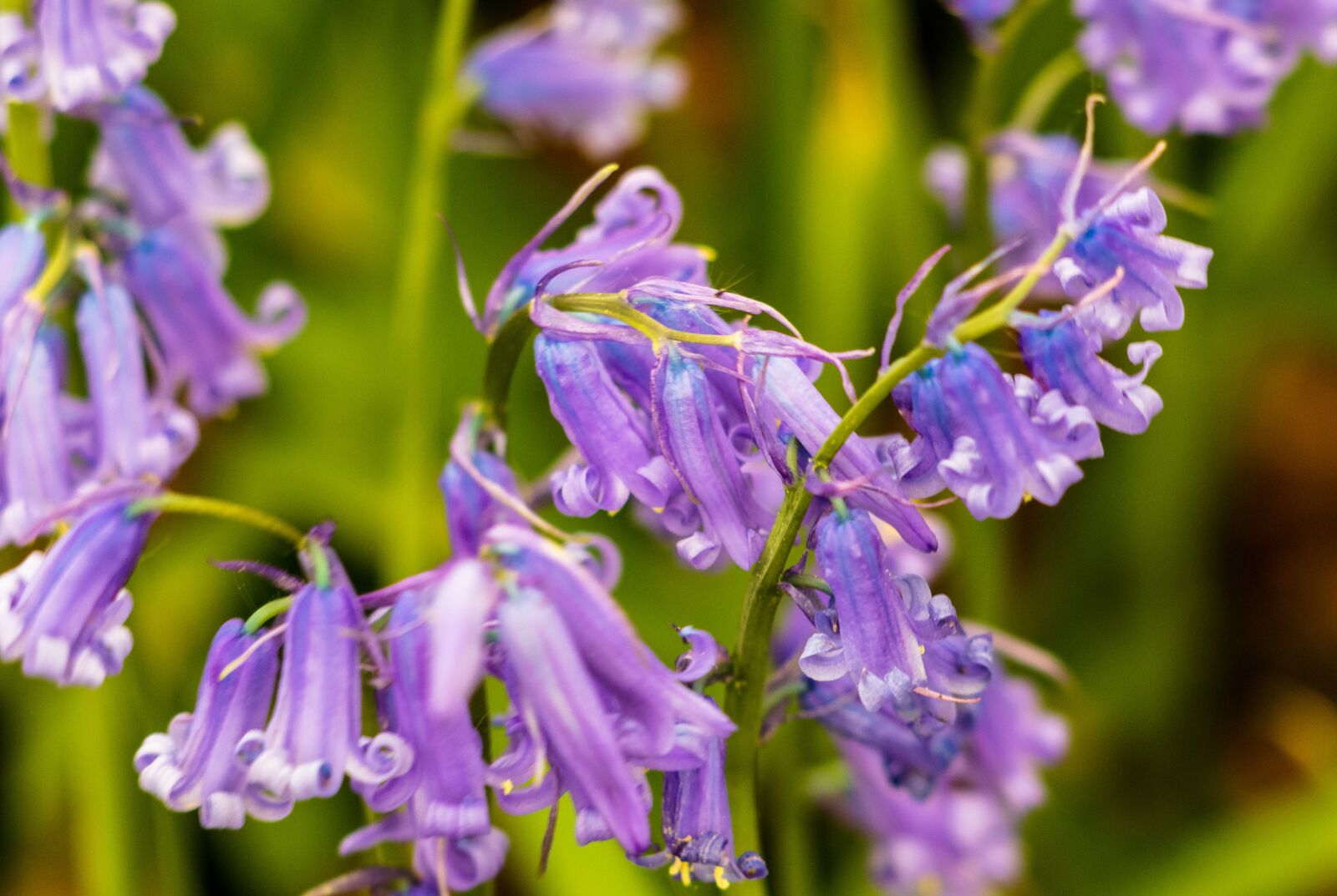 Canon EF 70-300 F4-5.6 IS II USM sample photo. Nature, flower, landscape photography