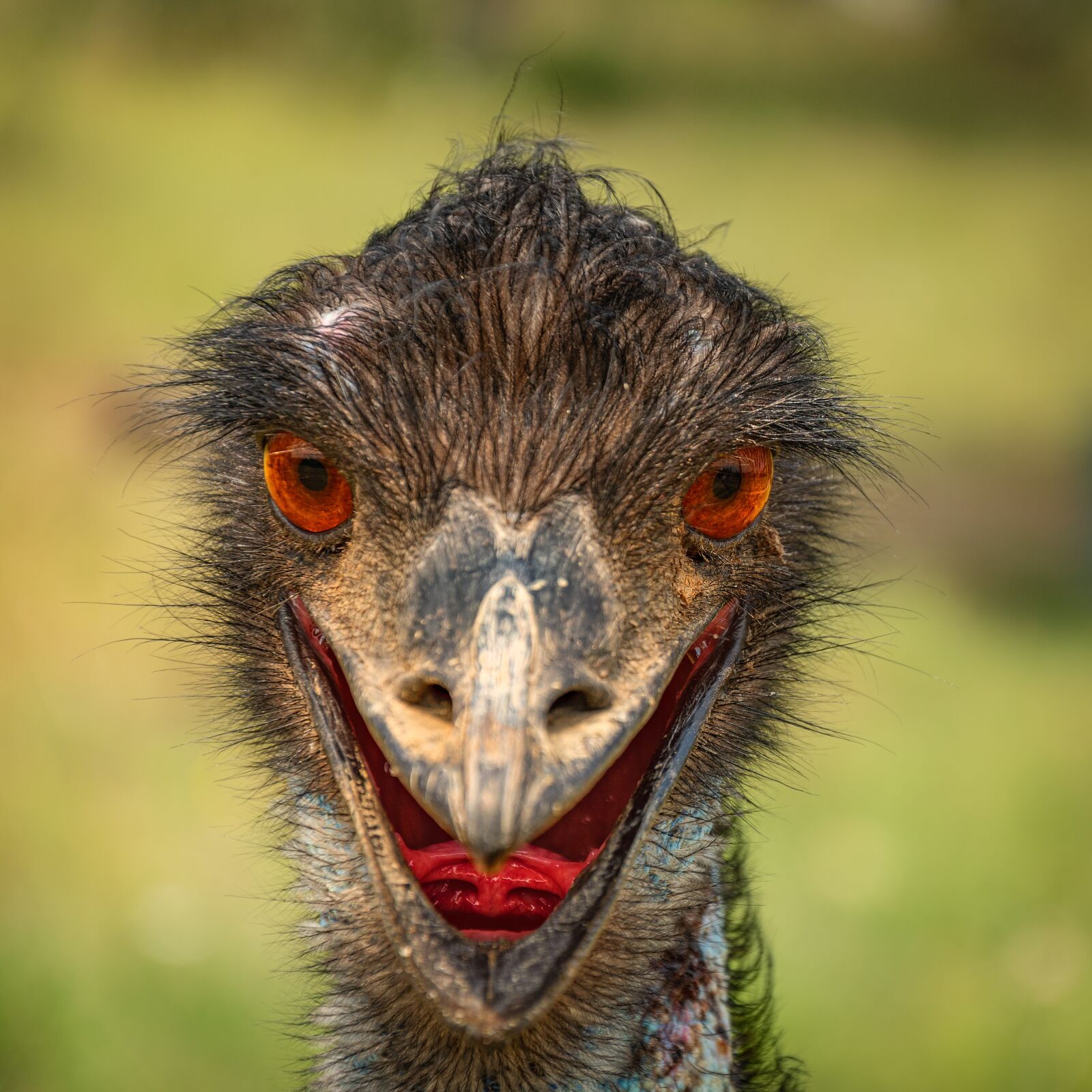 Nikon D5500 sample photo. Bird, emu, animal photography