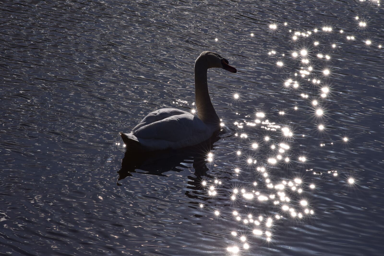 Nikon D3300 sample photo. Swan, animal, bird photography