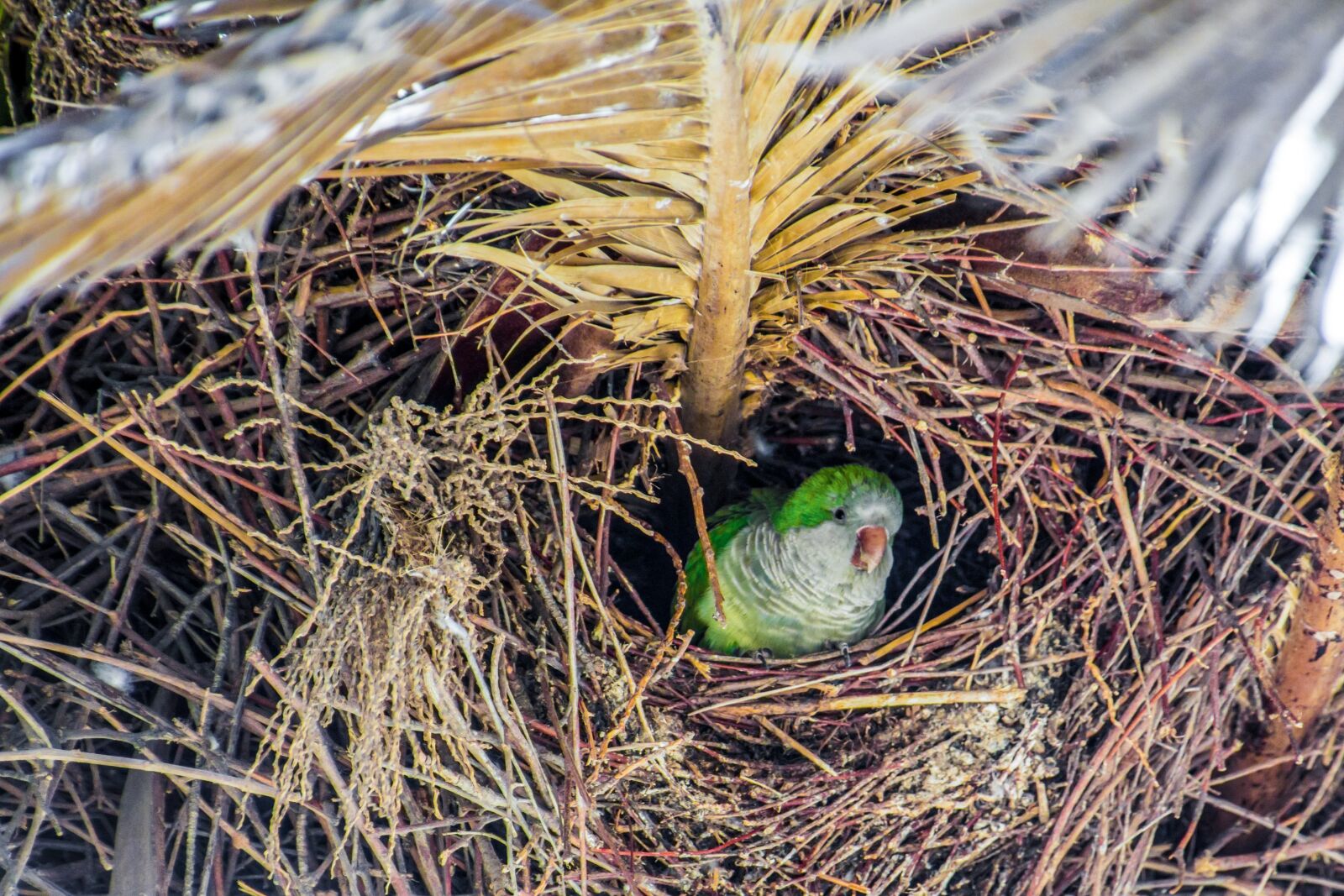 Canon EOS 70D sample photo. Nest, monk parakeet, parrot photography