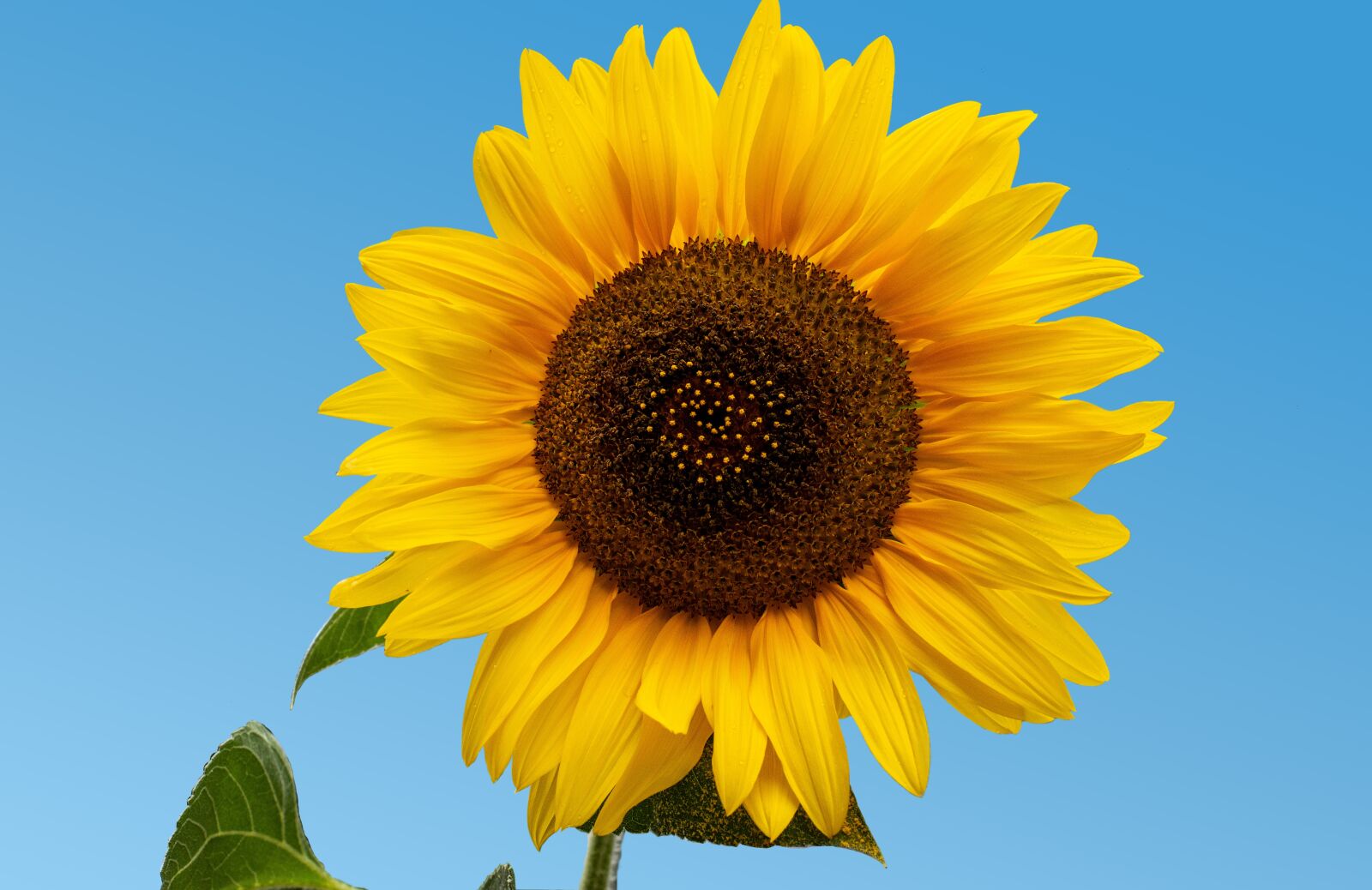 Nikon D610 sample photo. Sunflower, heart, sky photography