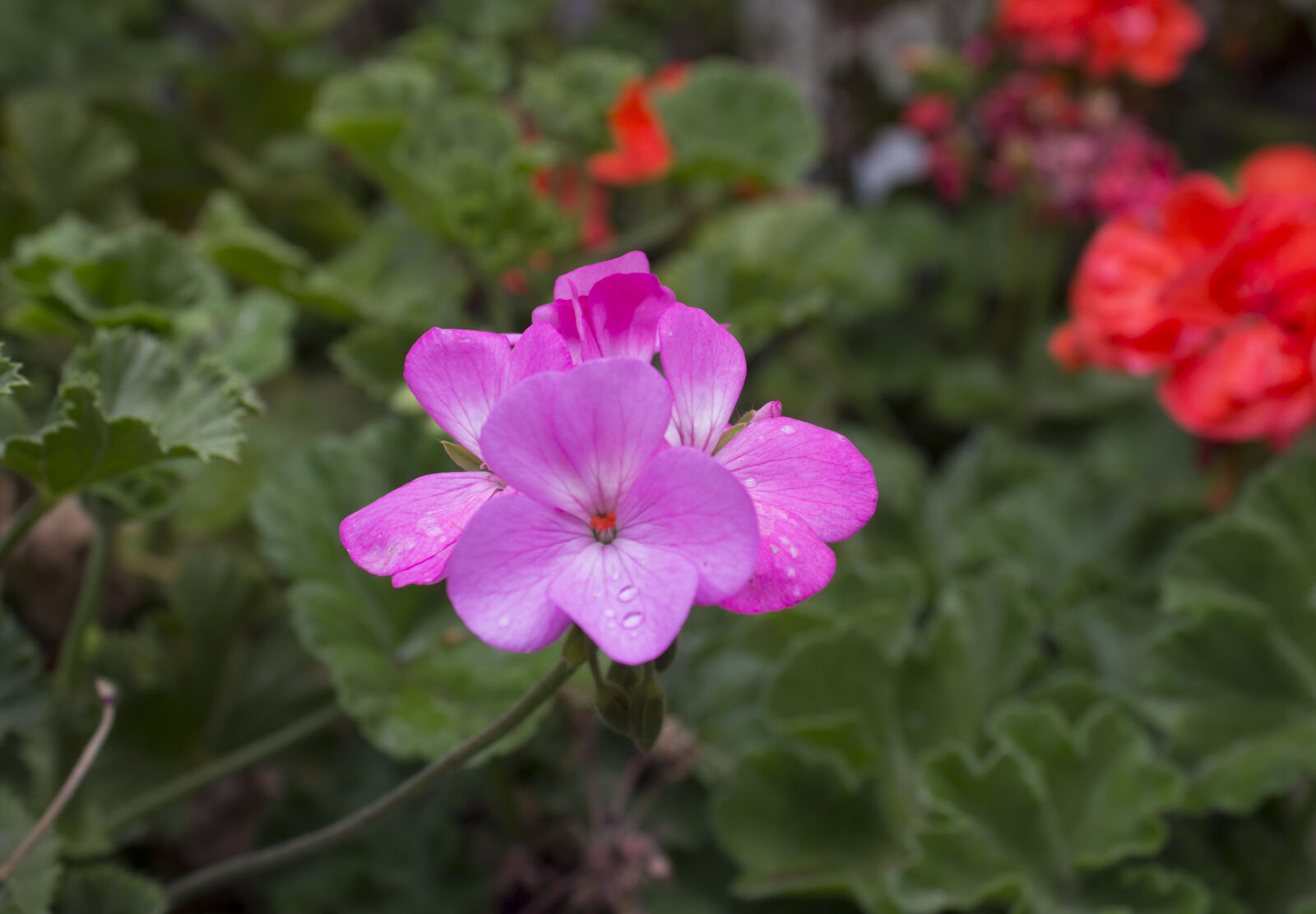 Canon EOS 1100D (EOS Rebel T3 / EOS Kiss X50) sample photo. Flower, pink photography