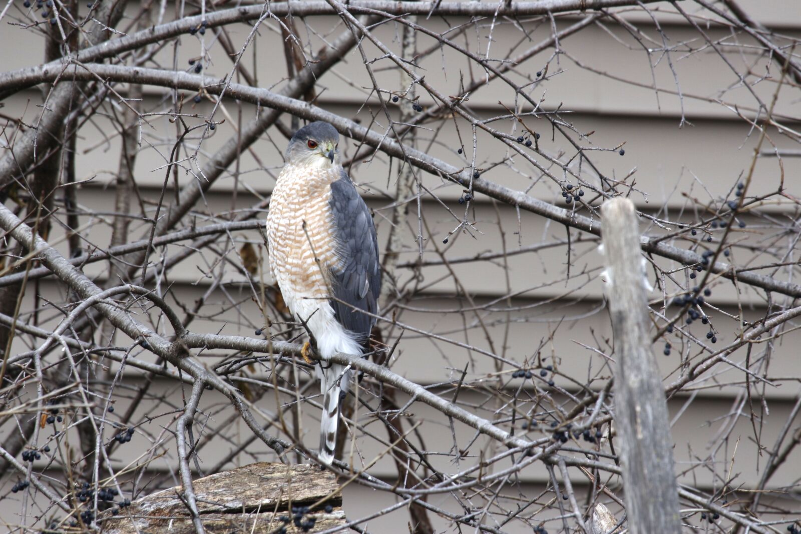Canon EF 100-400mm F4.5-5.6L IS USM sample photo. Hawk, bird, wildlife photography