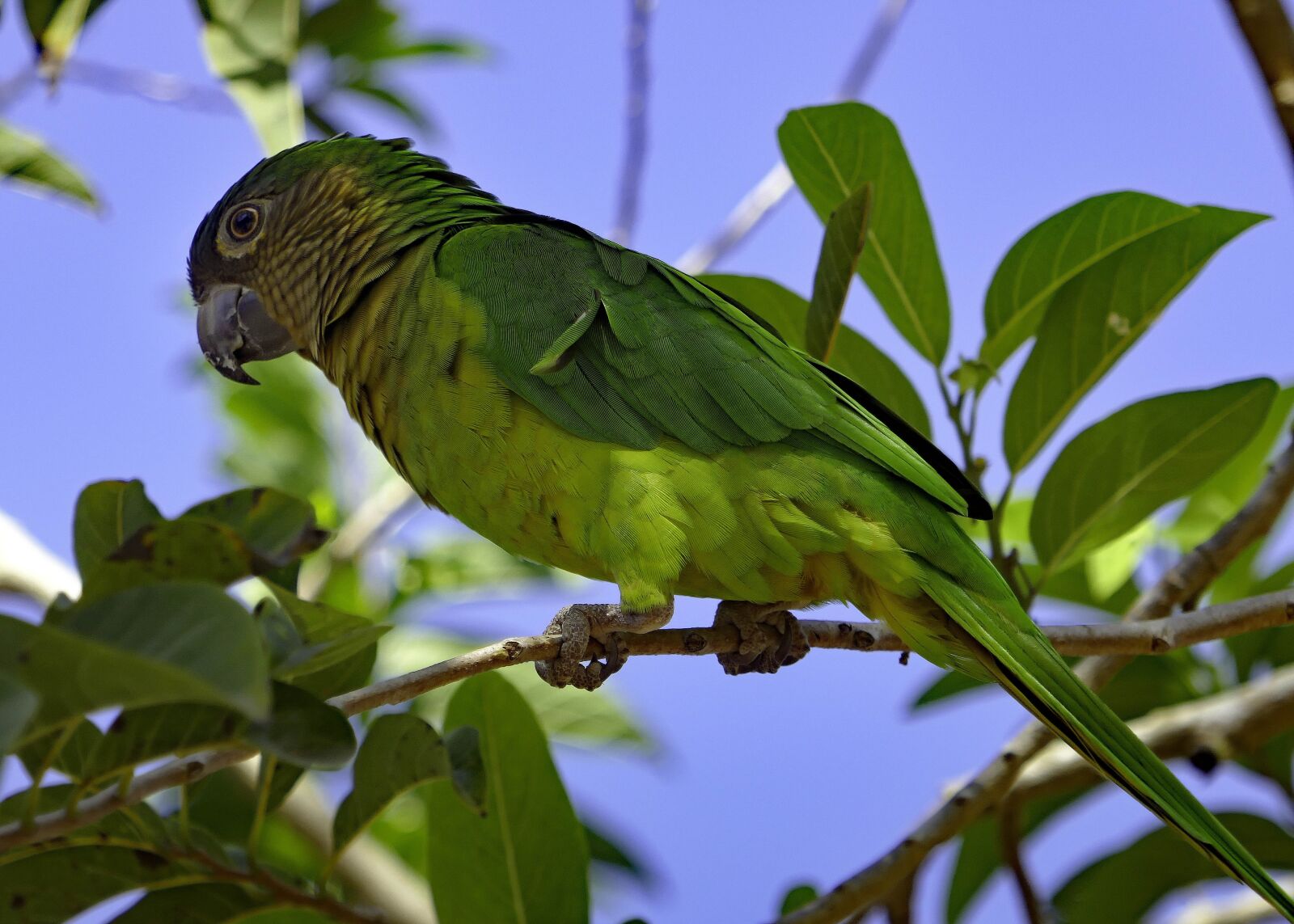 Panasonic DMC-TZ101 sample photo. Colombia, loro, parrot photography