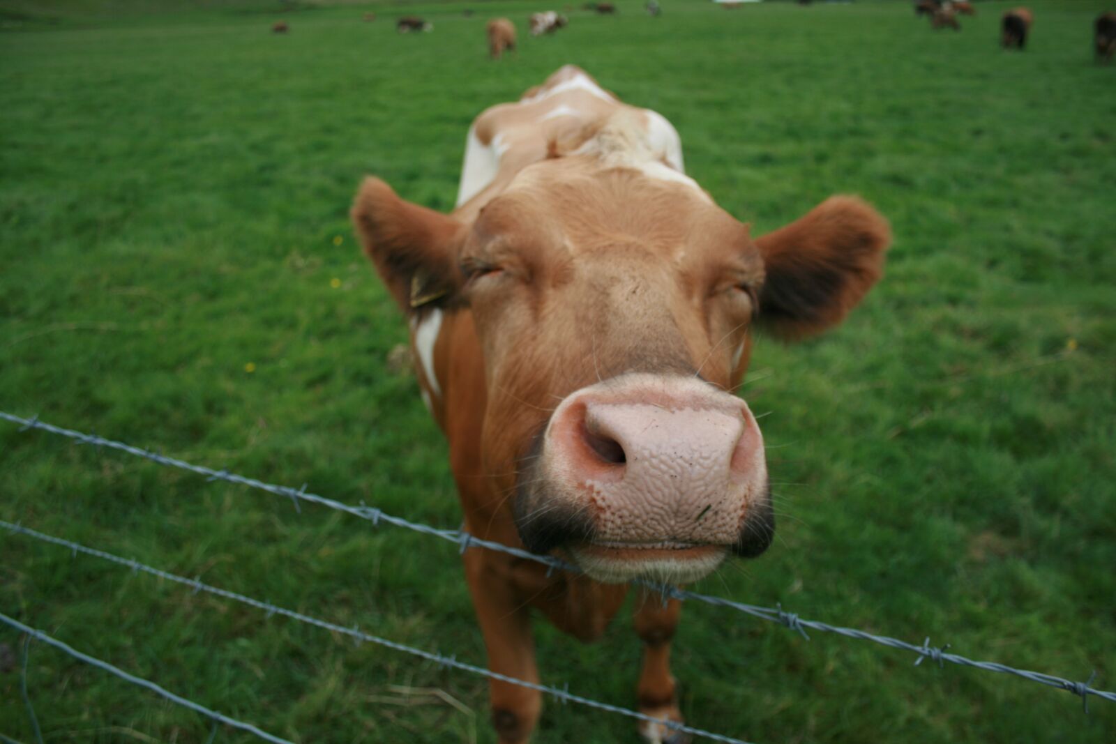 Canon EOS 400D (EOS Digital Rebel XTi / EOS Kiss Digital X) sample photo. Cow, smile, happiness photography