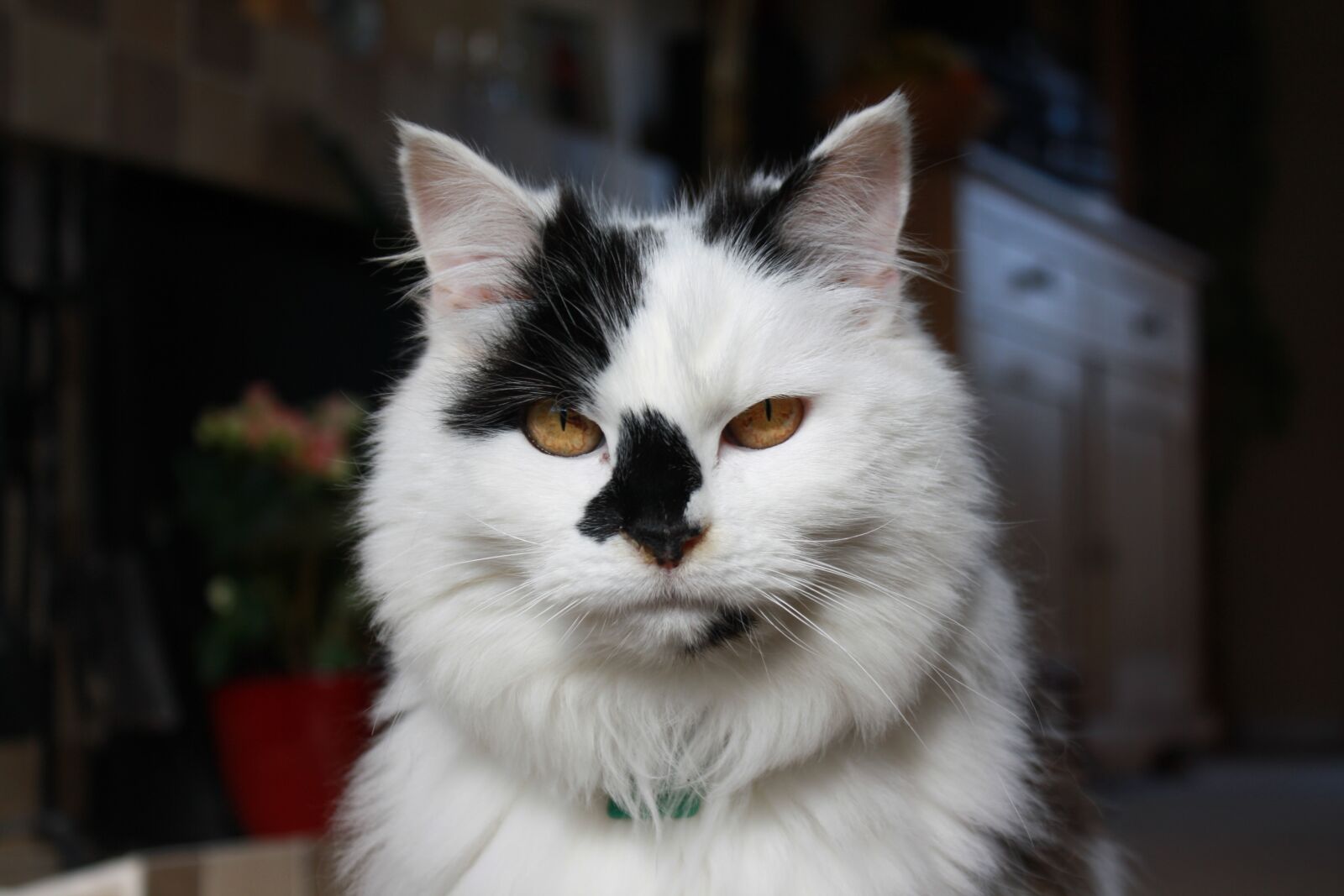 Canon EOS 1000D (EOS Digital Rebel XS / EOS Kiss F) sample photo. Cat, black and white photography